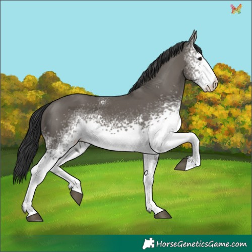 Horse Color:White Spotted Grullo 