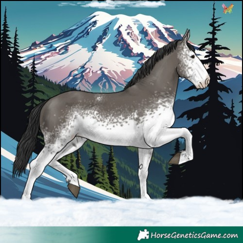 Horse Color:White Spotted Grullo 