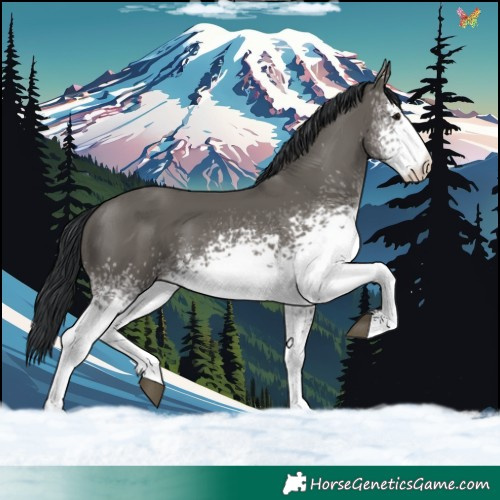 Horse Color:White Spotted Grullo 