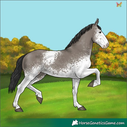 Horse Color:White Spotted Grullo 
