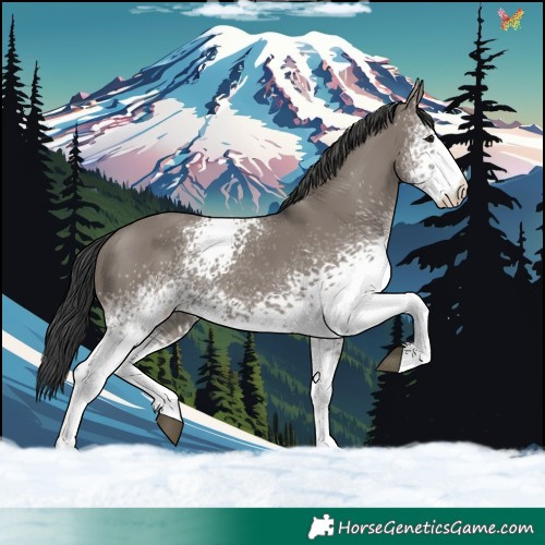 Horse Color:White Spotted Grullo 