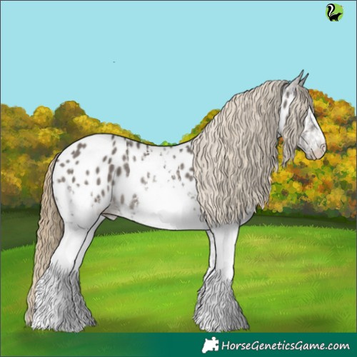 Horse Color:White Spotted Smoky Grullo Appaloosa 