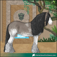 Horse Color:White Spotted Grullo