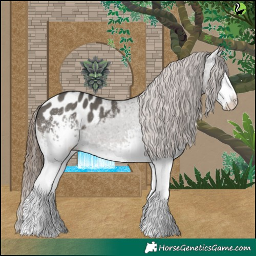 Horse Color:White Spotted Grullo Appaloosa