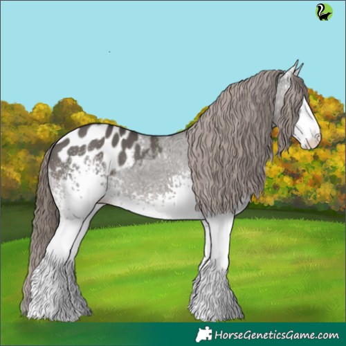 Horse Color:White Spotted Grullo Appaloosa 