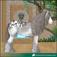 Horse Color:White Spotted Grullo Appaloosa 