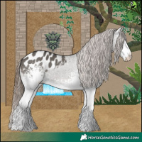 Horse Color:White Spotted Grullo Appaloosa