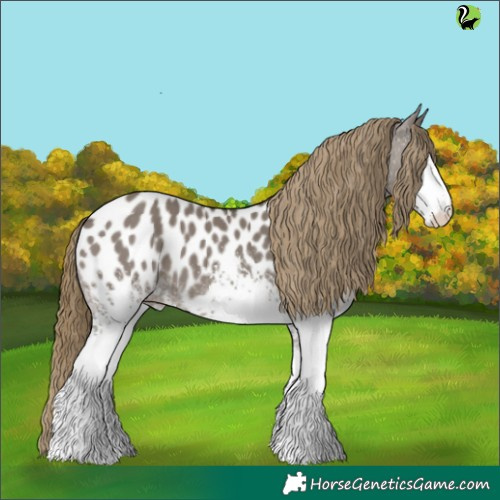Horse Color:White Spotted Smoky Grullo Appaloosa 