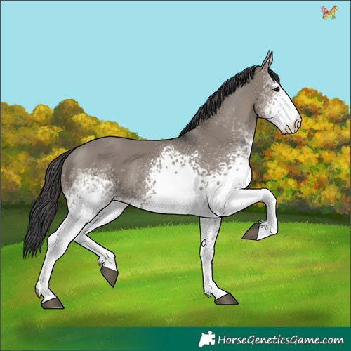 Horse Color:White Spotted Grullo
