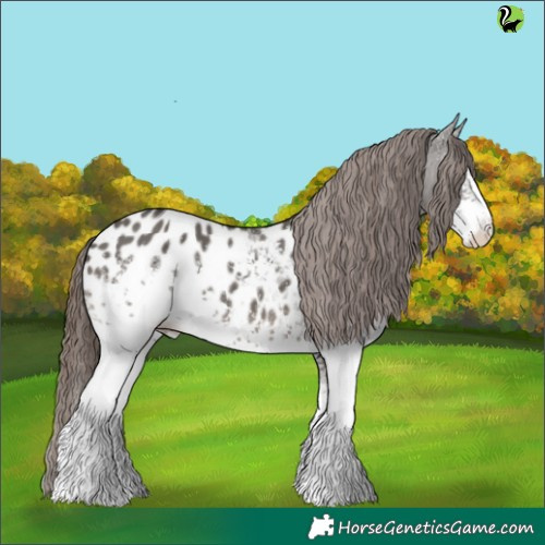 Horse Color:White Spotted Grullo Appaloosa 