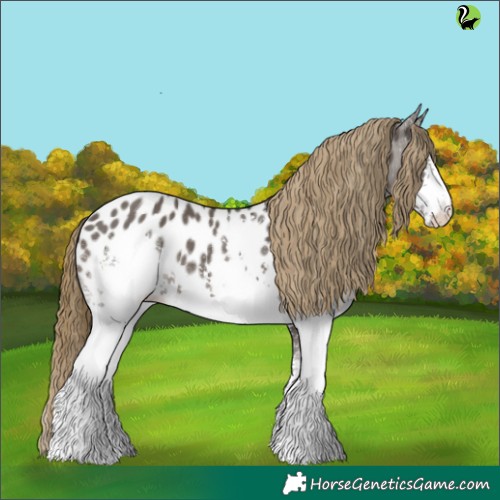 Horse Color:White Spotted Smoky Grullo Appaloosa 