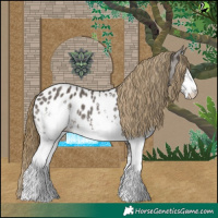 Horse Color:White Spotted Smoky Grullo Appaloosa