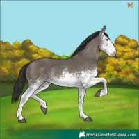 Horse Color:White Spotted Smoky Grullo 