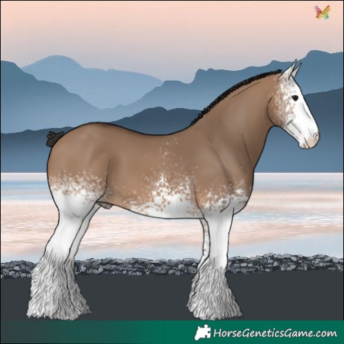Horse Color:White Spotted Brown Dun 