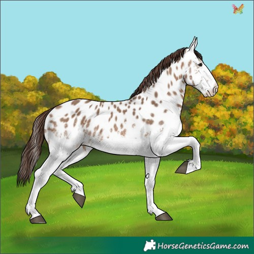 Horse Color:White Spotted Brown Dun Appaloosa