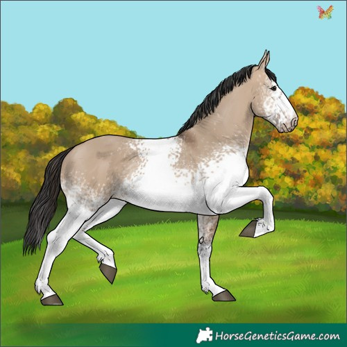 Horse Color:White Spotted Brown Dun 