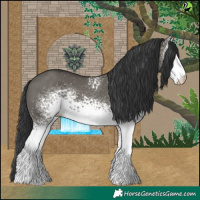 Horse Color:White Spotted Grullo