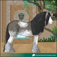 Horse Color:White Spotted Grullo 