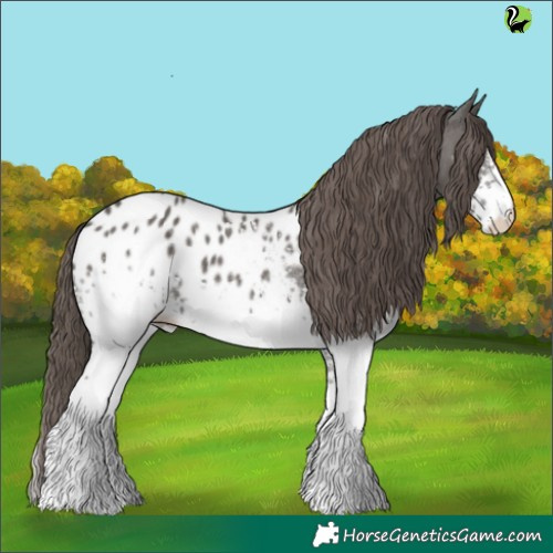 Horse Color:White Spotted Grullo Appaloosa 