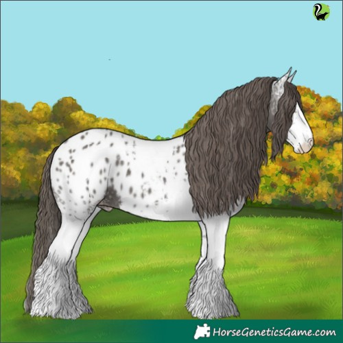 Horse Color:White Spotted Grullo Appaloosa 