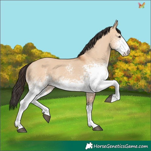 Horse Color:White Spotted Bay Dun