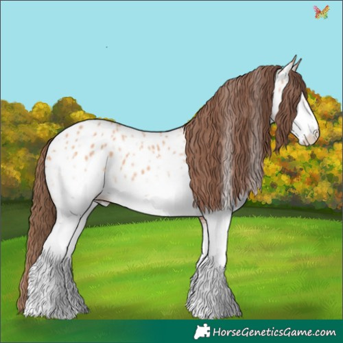 Horse Color:White Spotted Bay Dun Appaloosa 
