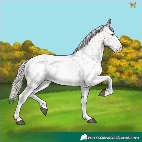 Horse Color:White Spotted Silver Grullo Appaloosa