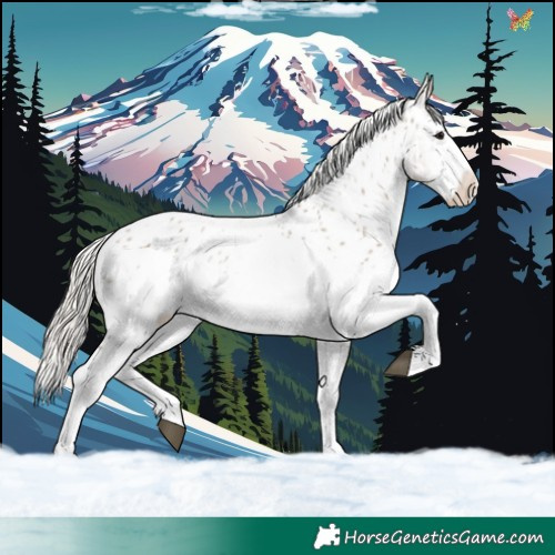 Horse Color:White Spotted Silver Grullo Appaloosa 