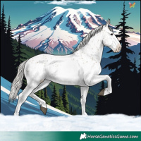 Horse Color:White Spotted Silver Grullo Appaloosa 