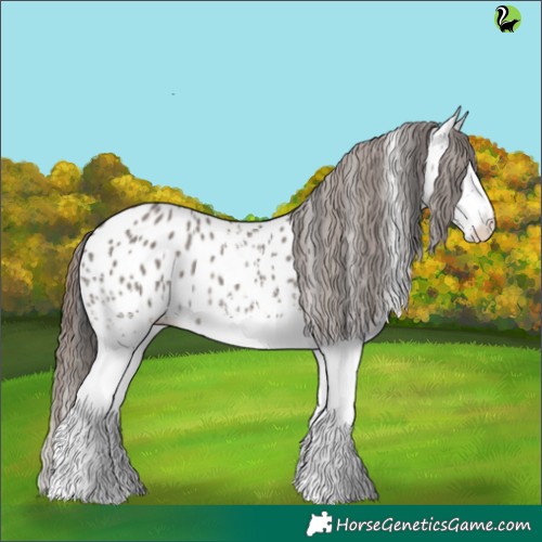 Horse Color:White Spotted Grullo Appaloosa 