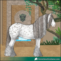 Horse Color:White Spotted Grullo Near Leopard