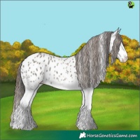 Horse Color:White Spotted Grullo Appaloosa 