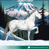 Horse Color:White Spotted Grullo Appaloosa 