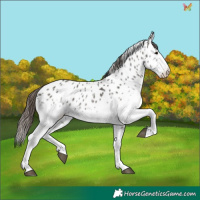 Horse Color:White Spotted Grullo Appaloosa 