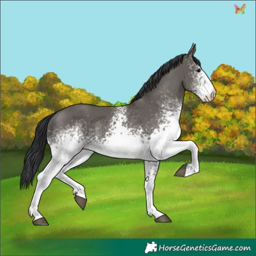 Horse Color:White Spotted Grullo 