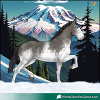 Horse Color:White Spotted Grullo 