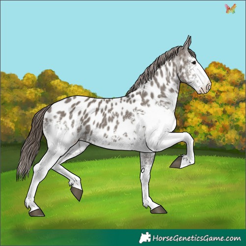 Horse Color:White Spotted Grullo Appaloosa 