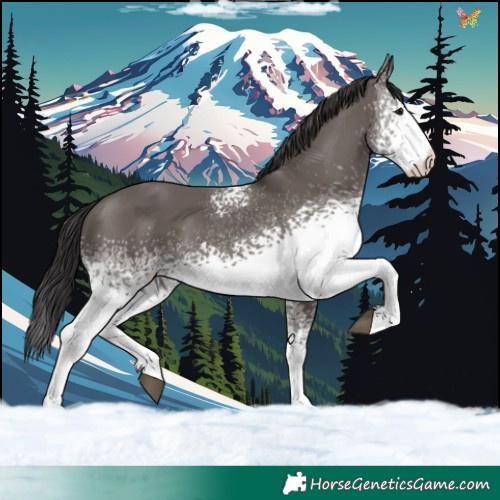 Horse Color:White Spotted Smoky Grullo Tobiano