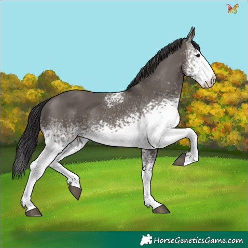 Horse Color:White Spotted Smoky Grullo Tobiano