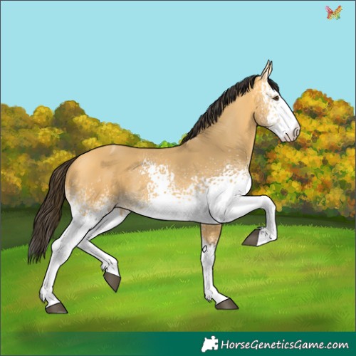 Horse Color:White Spotted Buckskin Dun Tobiano 