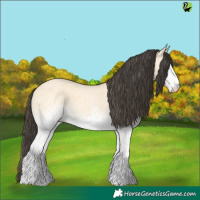Horse Color:White Spotted Buckskin Roan Dun 