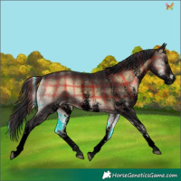 Horse Color:Void Plaid White Spotted Brown Onyx