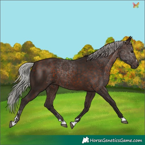 Horse Color:Silver Bay 