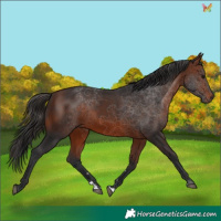 Horse Color:Bay 