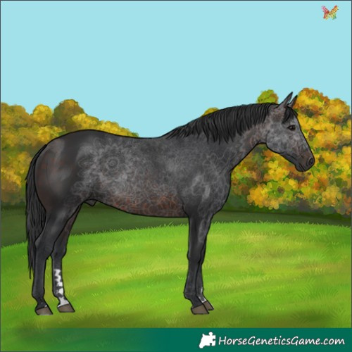 Horse Color:Brown 