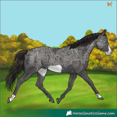 Horse Color:Liver Chestnut Ice Frame