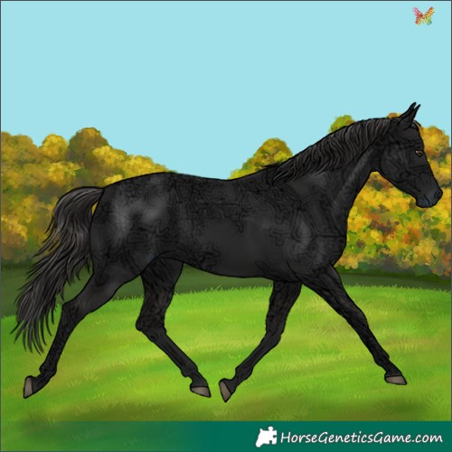 Horse Color:Liver Chestnut Ice