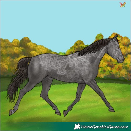 Horse Color:Liver Chestnut Ice 