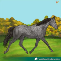 Horse Color:Liver Chestnut Ice