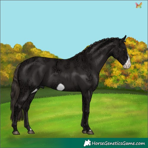 Horse Color:Liver Chestnut Ice Frame 